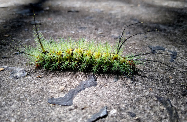 昆虫火毛虫图片下载