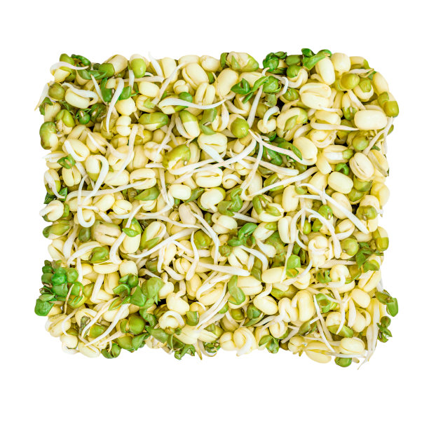 在白色背景上孤立的豆芽。健康节食食品理念。新鲜的豆芽宏。前视图。平的。“n图片下载