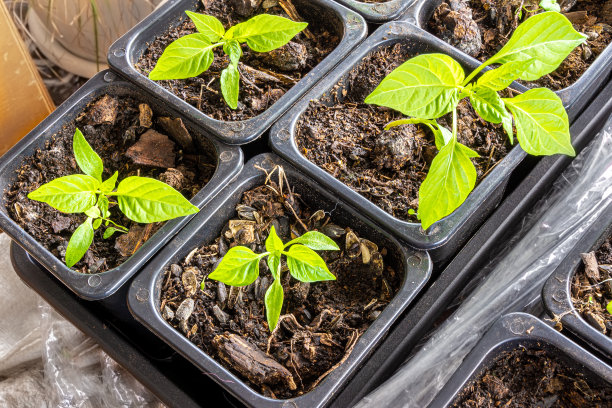 辣椒苗种植在塑料花盆和土壤混合物，甜椒也叫甜椒，也许是辣椒粉图片下载