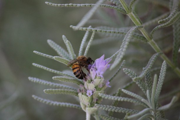 蜜蜂图片下载
