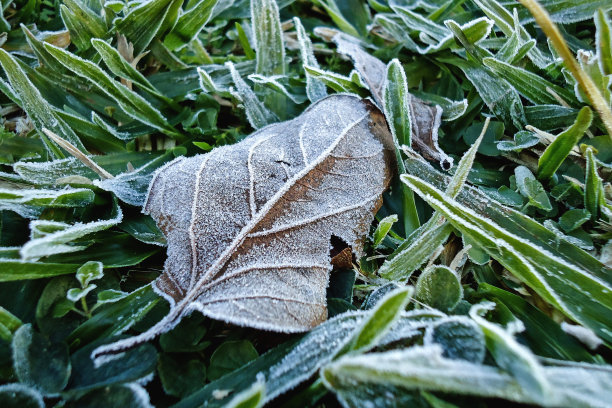 草地上有晨霜图片下载