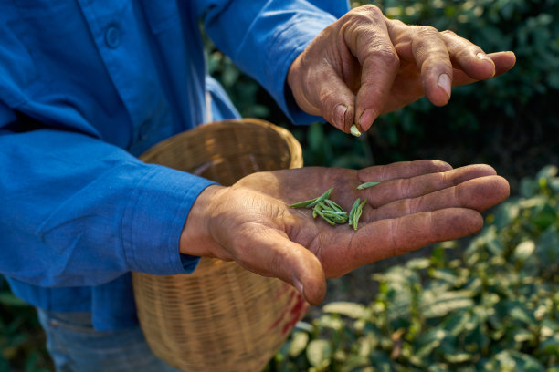 绿色竹茶素材图片