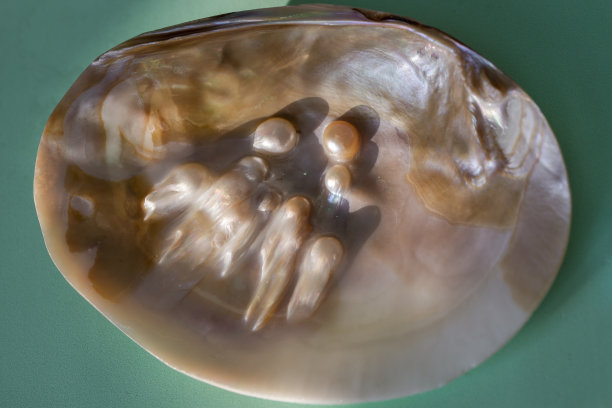 一个大的贝壳，在绿松石的背景上有初生的珍珠。海的概念图片下载