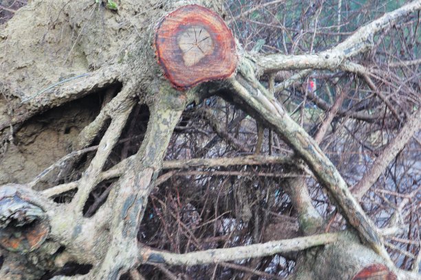 树根让人赏心悦目图片下载