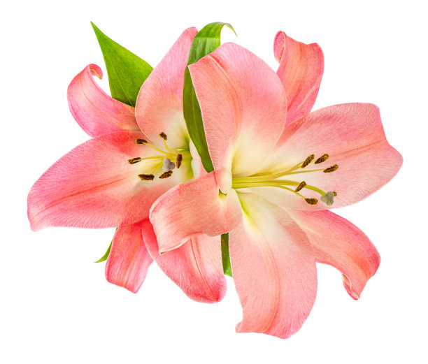 粉红色的百合花孤立在白色的背景上。美丽温柔的莉莉“n图片下载