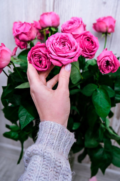 节日概念，生日的玫瑰花束，情人节的母亲节，早上的花束。牡丹与女性的手。精致的图片下载