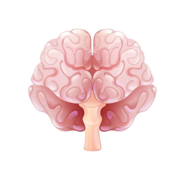 人类的大脑。矢量图图片下载