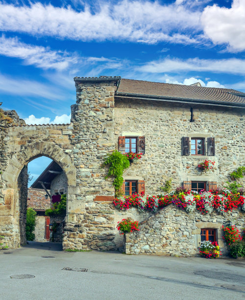 墙上的花图片下载