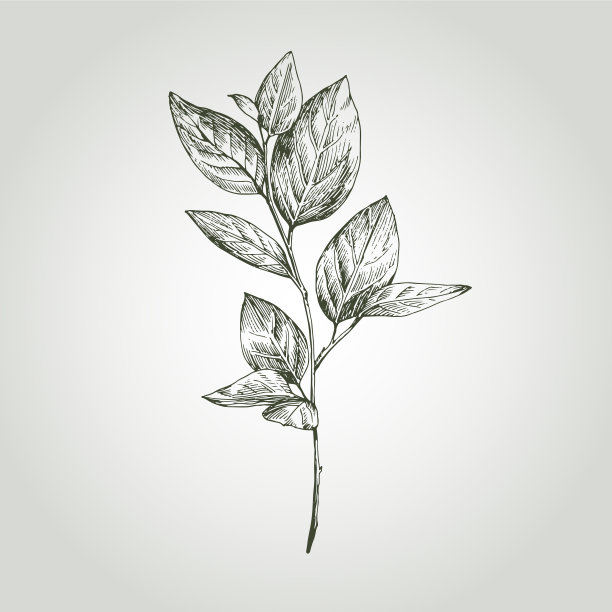 手画的带叶子的小树枝图片下载