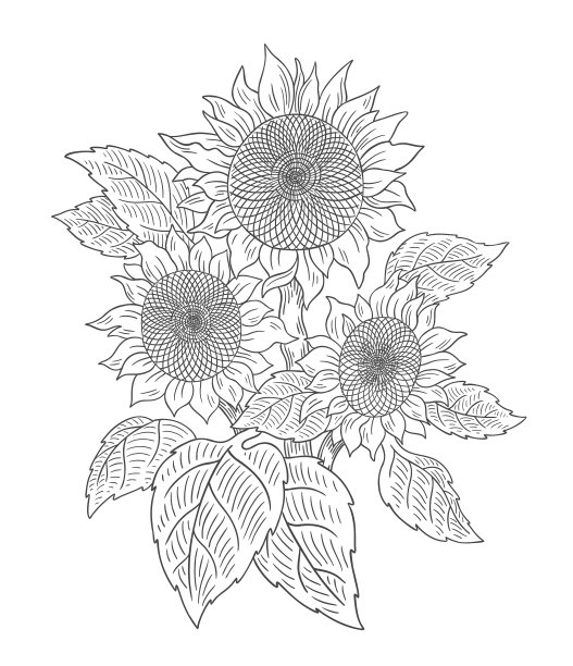 向日葵花束素描三朵花图片下载