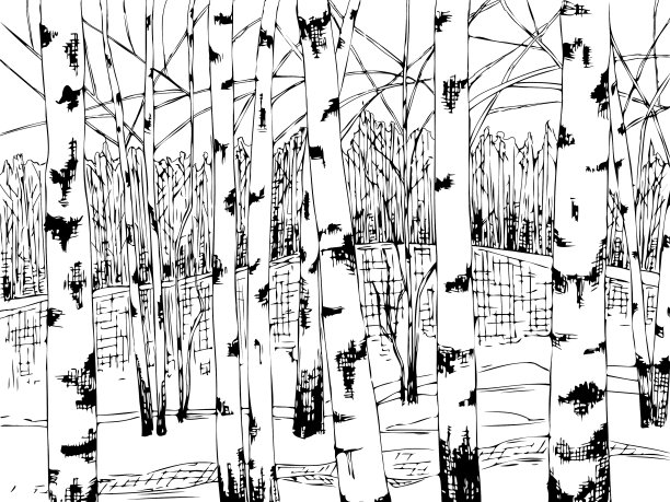 年轻的白桦林写意画图片下载