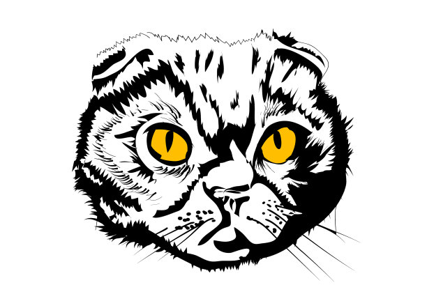 猫孤立在白色上图片下载