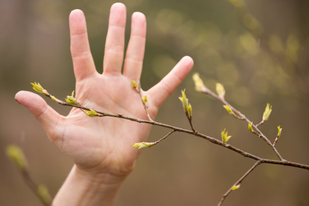 开花的树枝表明春天的开始女人掌心背景上的一根树枝。春天的心情。肺的行星图片下载