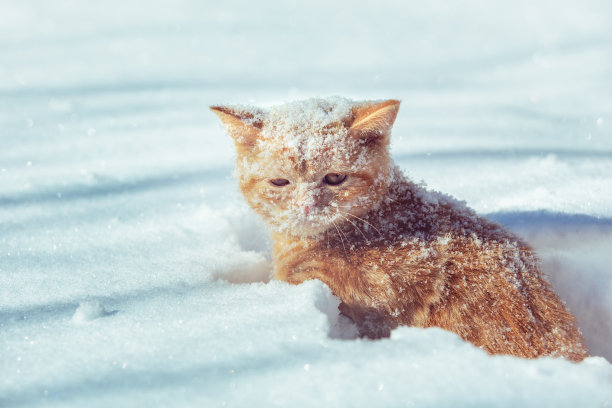 小红猫咪冬天坐在厚厚的雪里。猫的脸上覆盖着雪花图片下载