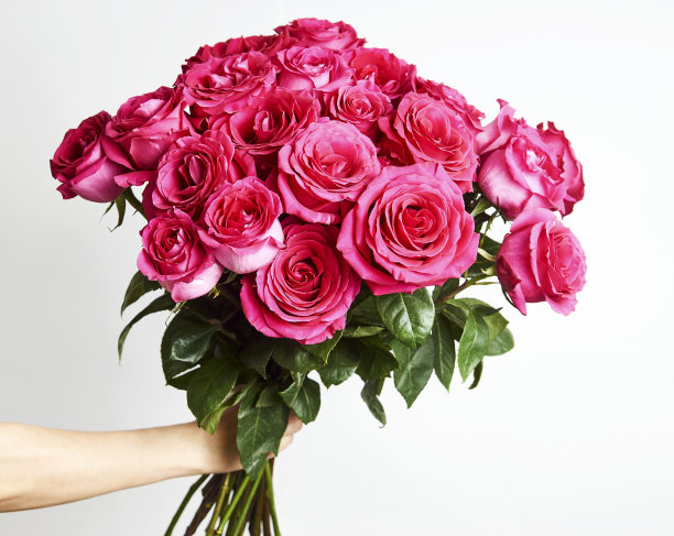 手捧一束白色背景的粉红玫瑰图片下载