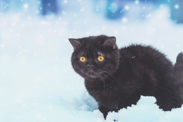 冬天坐在户外的棕色英国短毛小猫。那只猫在暴风雪中坐在厚厚的雪地里图片下载