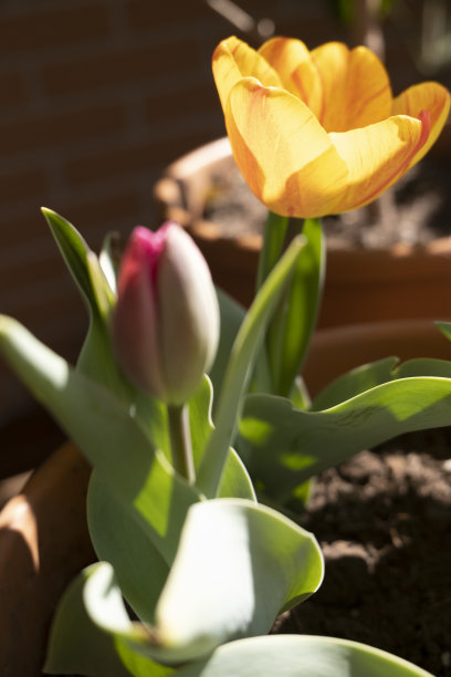 郁金香春天图片下载