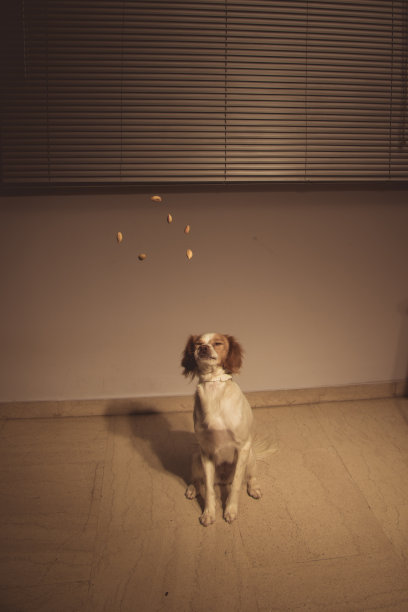 狗在广播中等待食物图片下载