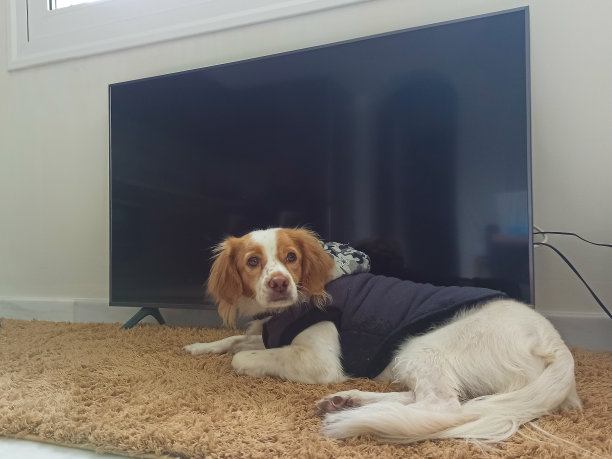 狗在电视前摆姿势图片下载