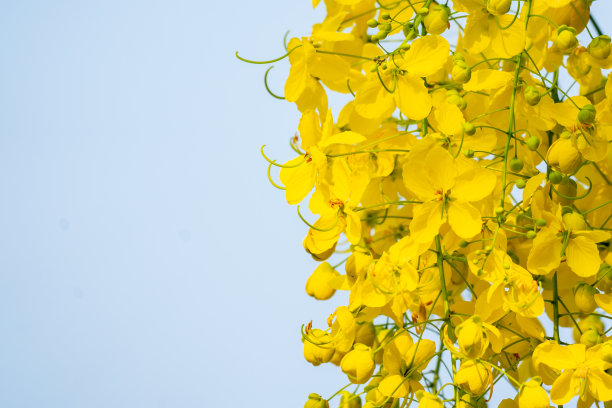金色的淋浴树花在自然的背景图片下载