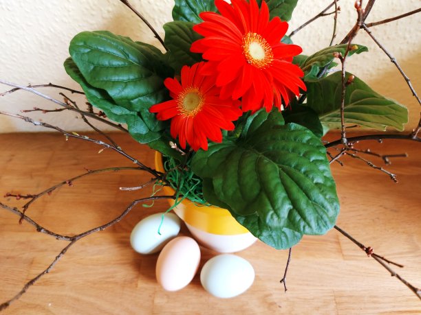 天竺葵花盆，有机鸡蛋，散养养殖图片下载