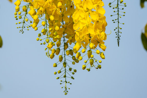 金色的淋浴树花在自然的背景图片下载