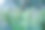 露珠里的蜘蛛网。模糊的背景图片下载
