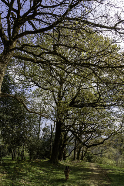 在前景中一些树的右边的小路，在左边，春天的第一批叶子开始发芽，草在小路的两侧一直延伸下去。照片背景中的一条德国牧羊犬正朝我们跑来图片下载