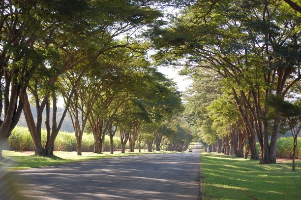 林荫的道路图片下载