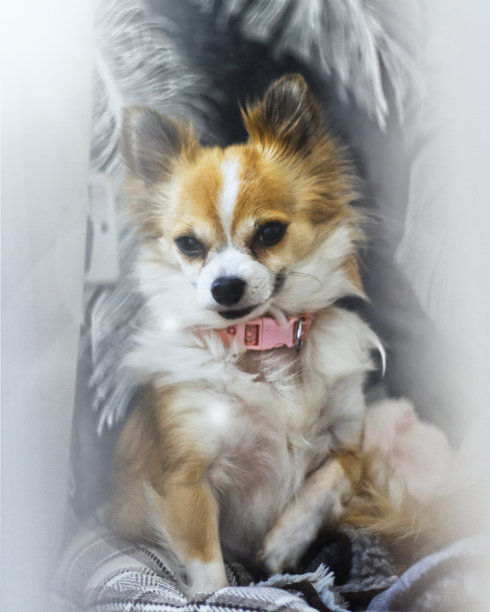 吉娃娃狗坐在狗床上图片下载