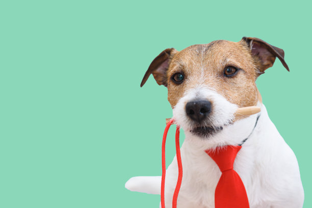 狗狗戴着红领带，嘴里叼着针，动针表情的幽默概念图片下载