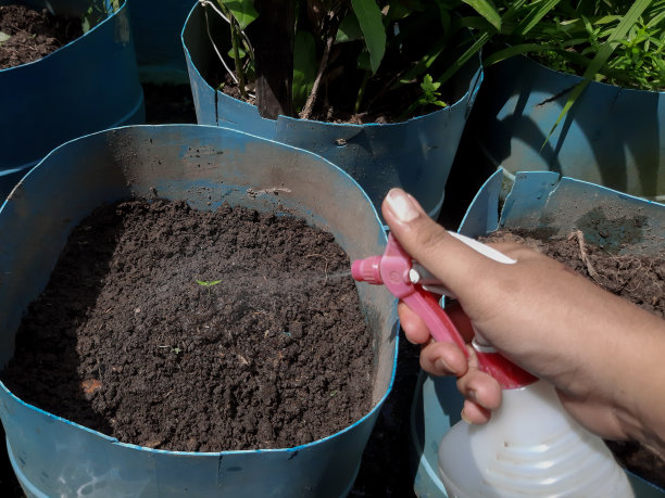 男子的双手正在喷洒和浇灌正在生长的植物的种子，这张照片适合地球安全的主题图片下载
