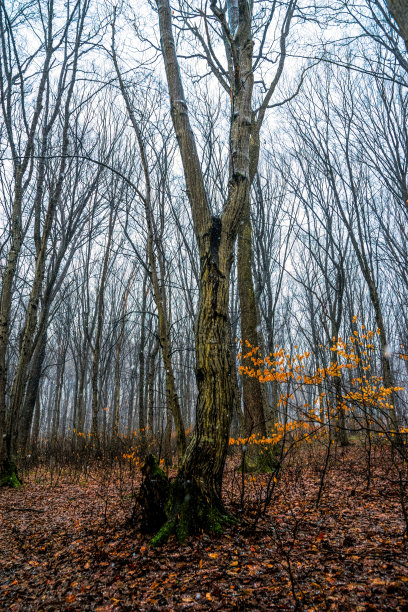 朦胧神秘的早春森林景观。新英格兰的自然，美国图片下载