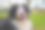 伯恩斯山地犬舔鼻子图片下载