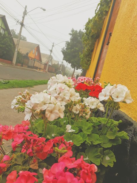 绣球花和nieblina图片下载