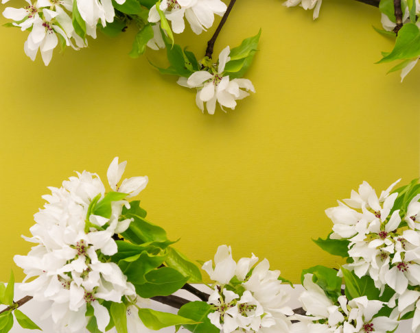 苹果树开花枝白绿背景平铺。白花蕾俯视图模板网页横幅复制空间图片下载