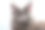 灰色缅因猫眨了眨一只眼睛图片下载