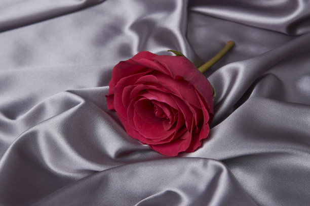 粉色玫瑰在灰色丝绸背景与复制空间图片下载