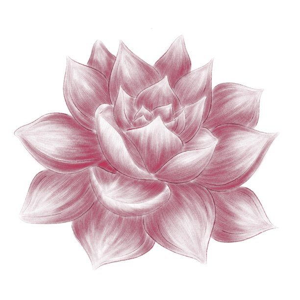 多汁插图线性孵化侧视图上的白色背景图片下载