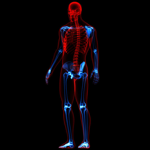 人体骨骼系统，附肢骨骼解剖学图片下载