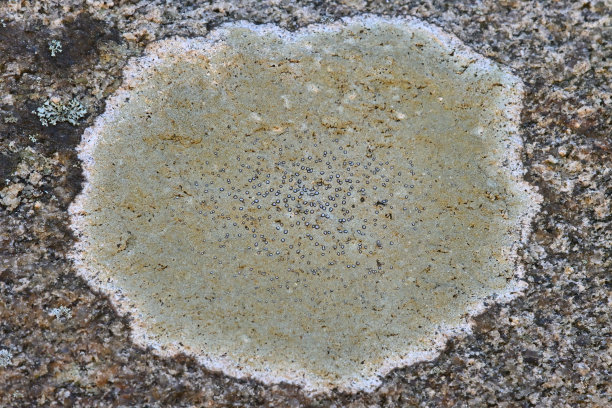 在花岗岩上的地衣小花图片下载