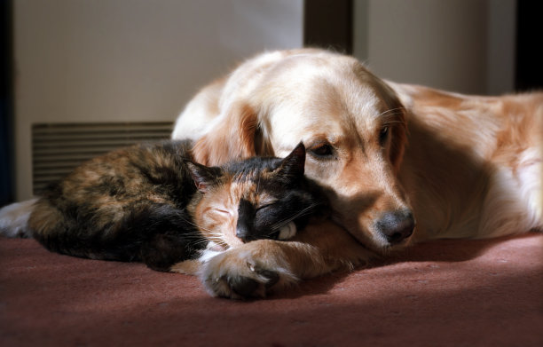 金毛猎犬和龟甲猫图片下载