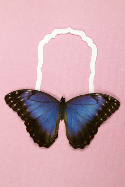 蓝色大闪蝶在纸框上，粉红色的背景图片下载