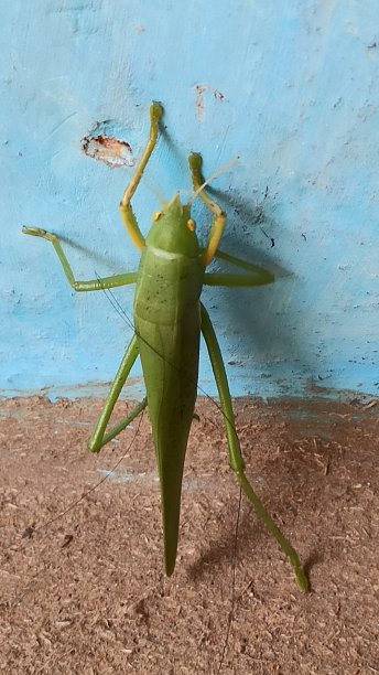 蚱蜢……图片下载