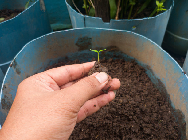 一名男子的手在花盆中种植水果种子，这张照片适合于拯救地球和地球日计划图片下载