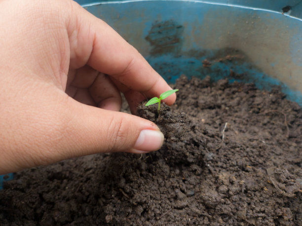 一名男子的手在花盆中种植水果种子，这张照片适合于拯救地球和地球日计划图片下载