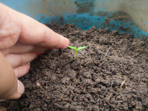 一名男子的手在花盆中种植水果种子，这张照片适合于拯救地球和地球日计划图片下载