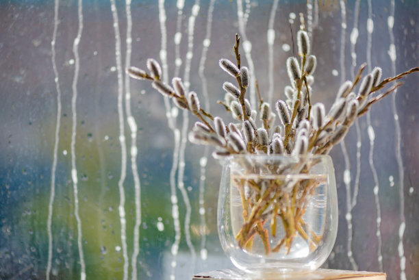 复活节盛开的猫咪柳枝花束图片下载