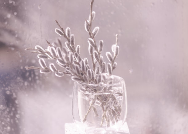 复活节盛开的猫咪柳枝花束图片下载