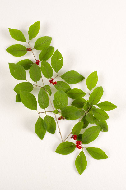 飞翔忍冬图片下载